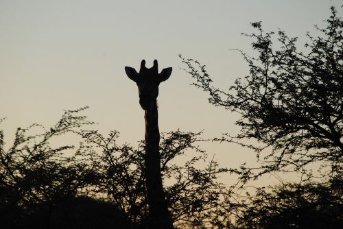 africa namibia giraffe