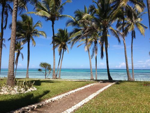 africa sea palms