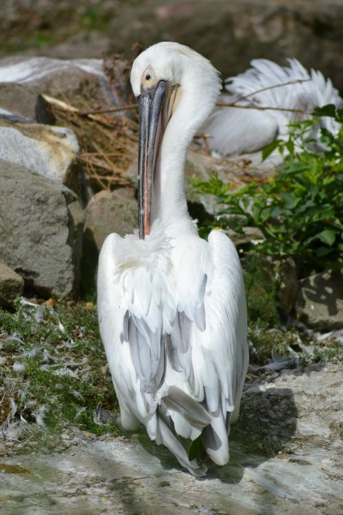 africa pelikan zoo