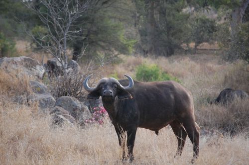 africa buffalo kruger