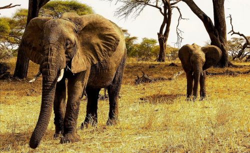 africa tanzania elephants