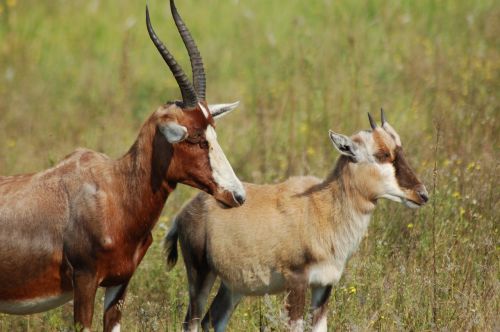 africa animals blesbok