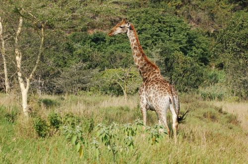 africa animals giraffe