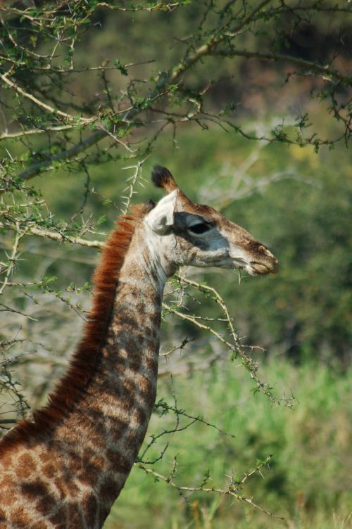 africa animals giraffe