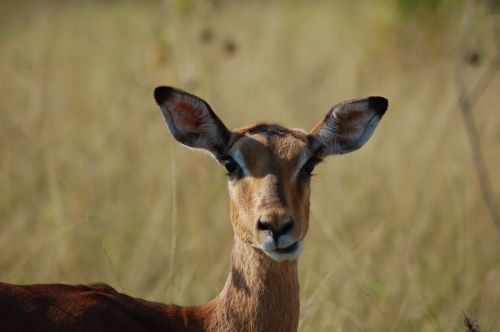 africa animals impala
