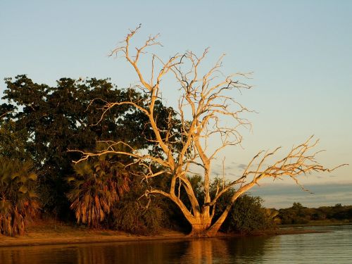 africa tree sunset