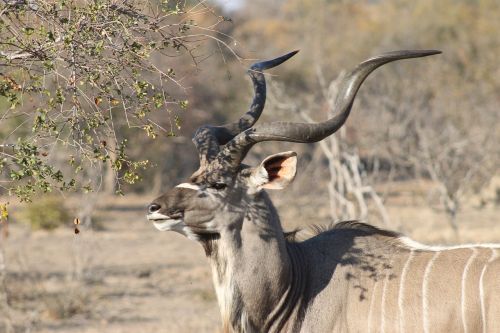 africa safari kudu