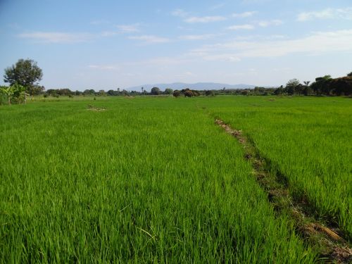 africa farming rice farming