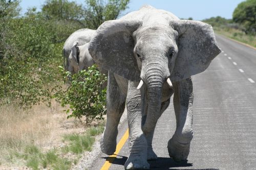 africa namibia etosha