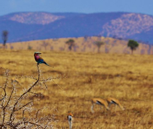 africa anzania serengeti