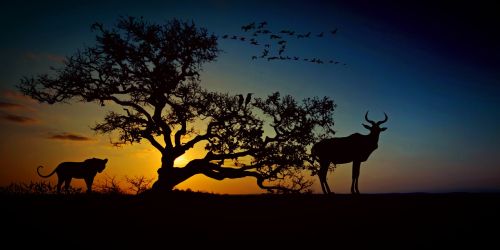 africa animal world wilderness