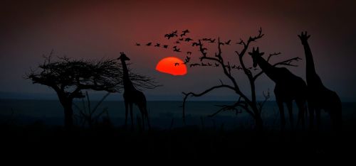 africa giraffes animal world