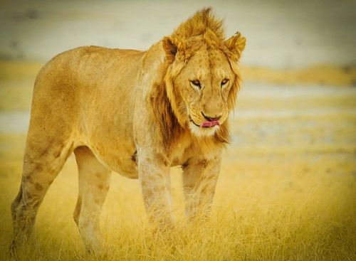 africa tanzania serengeti national park