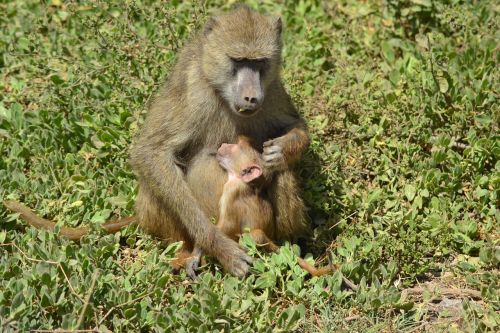 africa forest wildlife