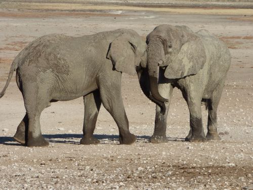 africa namibia animals