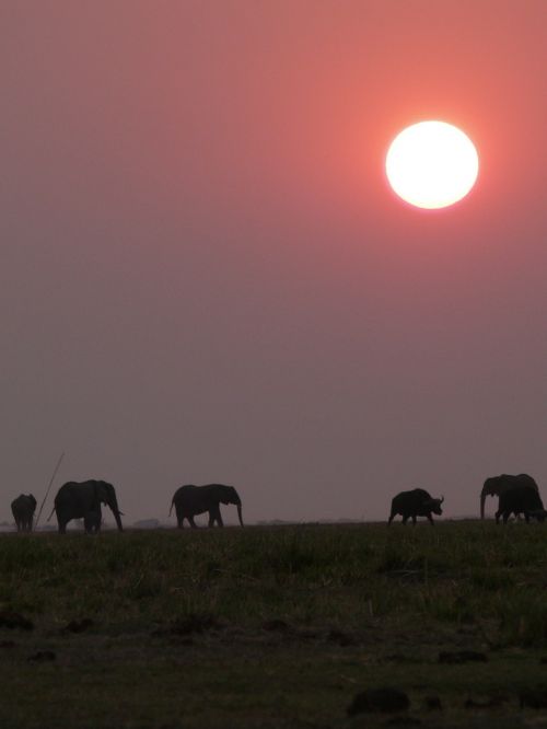 africa botswana elephant