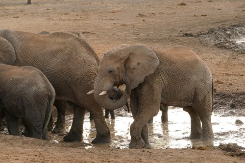 africa  elephants  safari