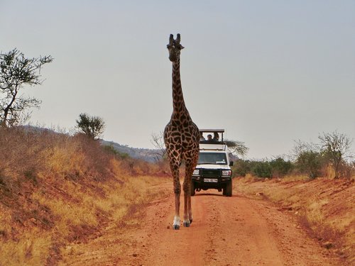 africa  animals  giraffe