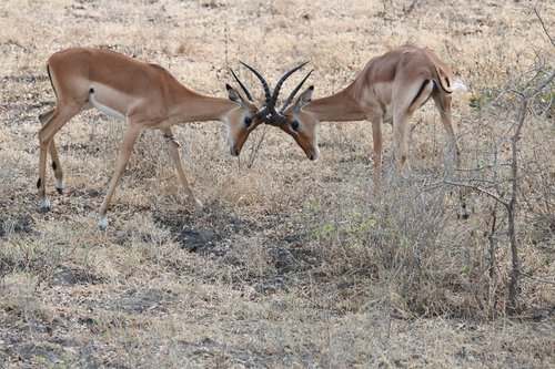 africa  safari  tanzania