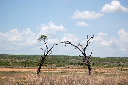 africa  tanzania  prairie