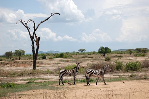africa  safari  tanzania