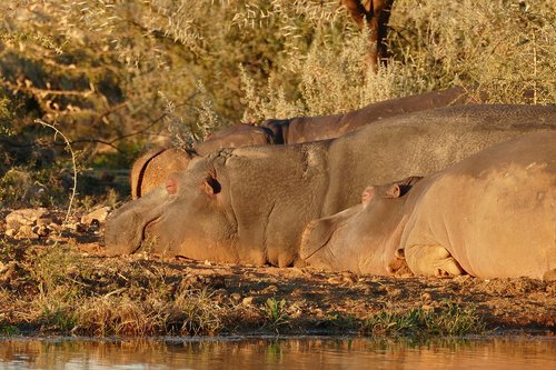 africa  namibia  hippopotamus