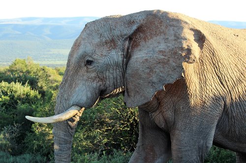 africa  close up  proboscis