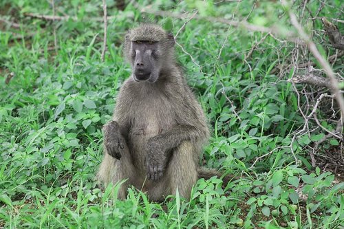 africa  baboon  irritable
