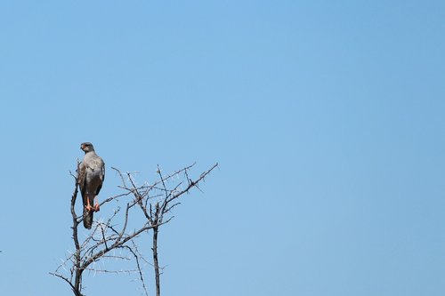 africa  etosha  namibia