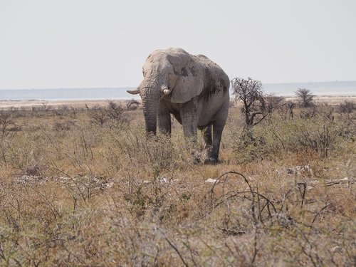 africa  elephant  etosha