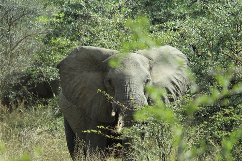 africa  namibia  okavango