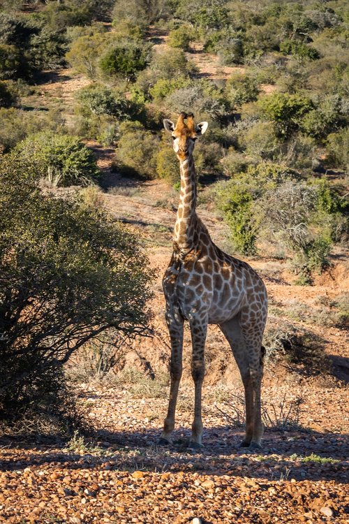 africa  safari  giraffe