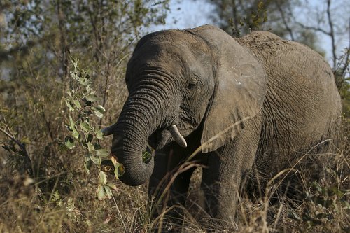 africa  animal  safari