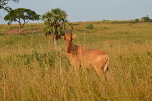 africa  uganda  safari