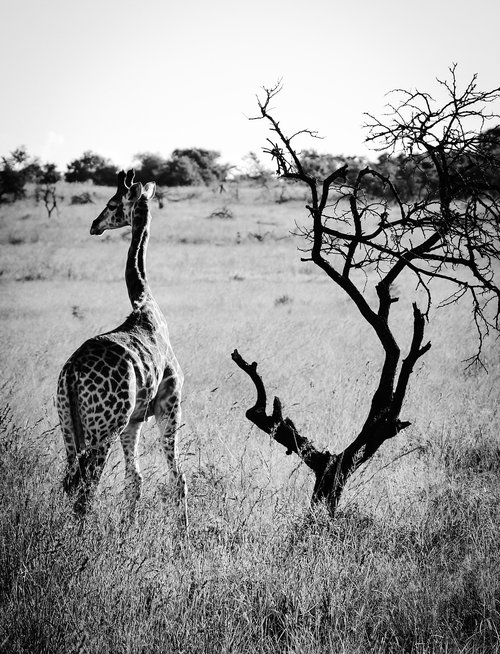 africa  giraffe  animal