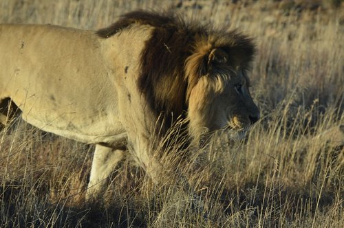 africa  lion  predator