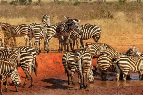 africa  kenya  zebra