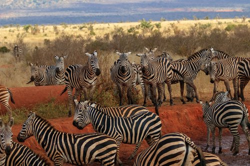africa  kenya  zebra