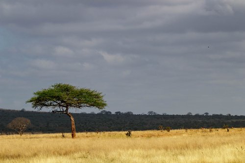 africa  kenya  safari