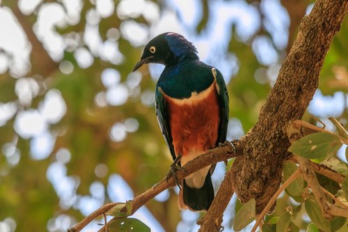 africa  bird  star