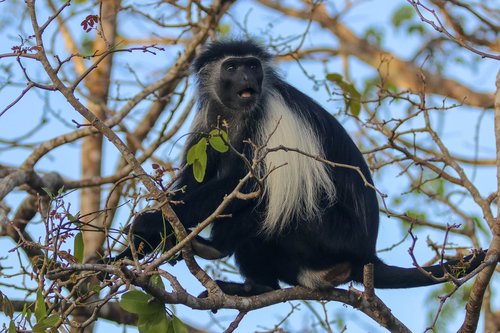 africa  kenya  ape