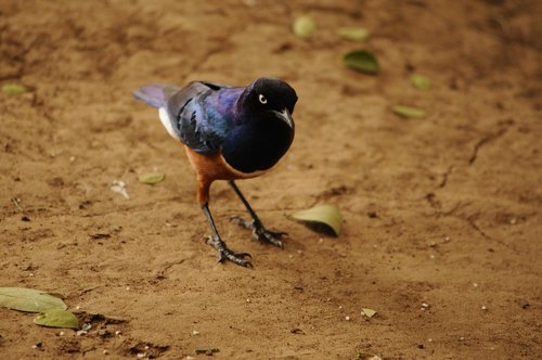 africa  colorful  bird