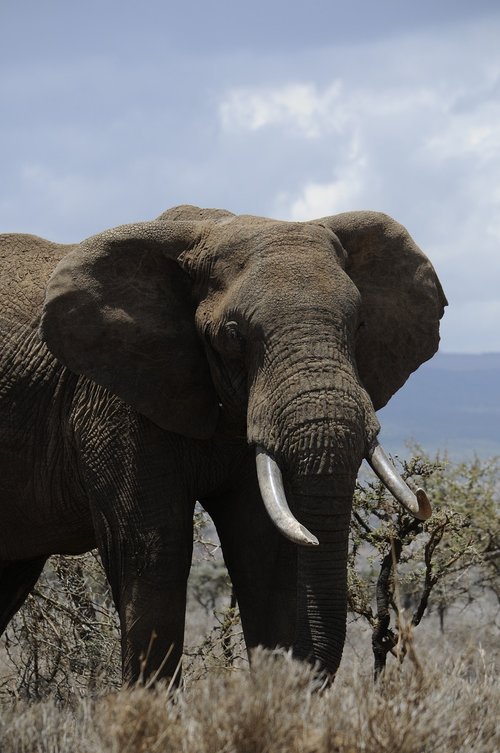 africa  elephant  steppelandskap