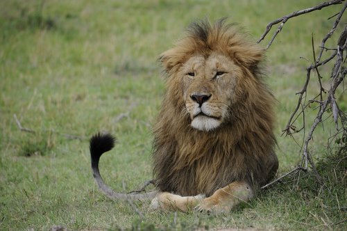 africa  lion  safari