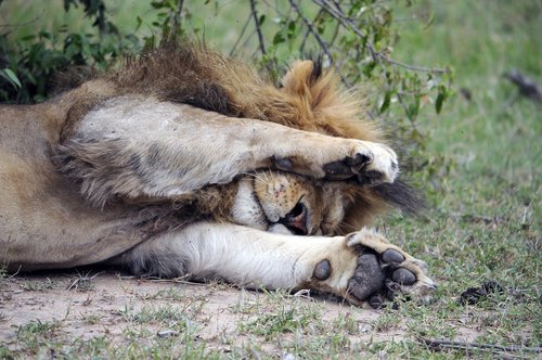 africa  lion  tired