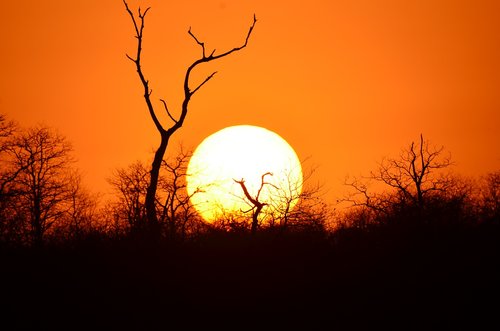 africa  sunset  tree