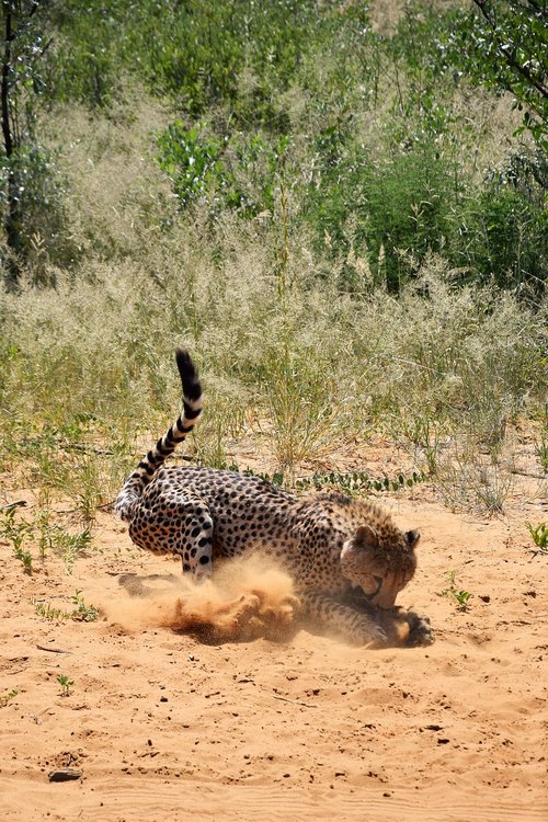 africa  namibia  cheetah