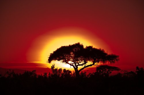 africa  tree  sunset