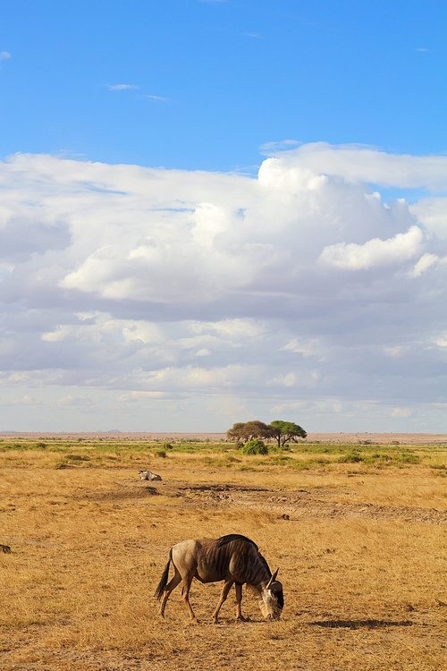 africa  safari  animal world