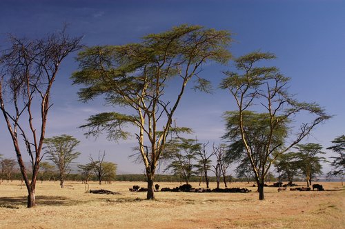 africa  kenya  safari